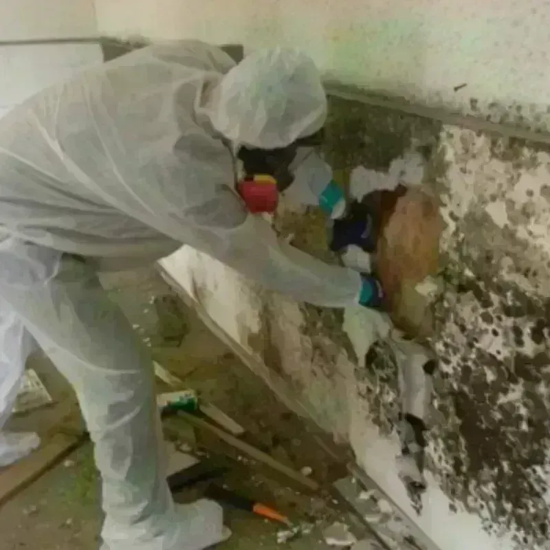 Mold Remediation and Removal in Montross, VA